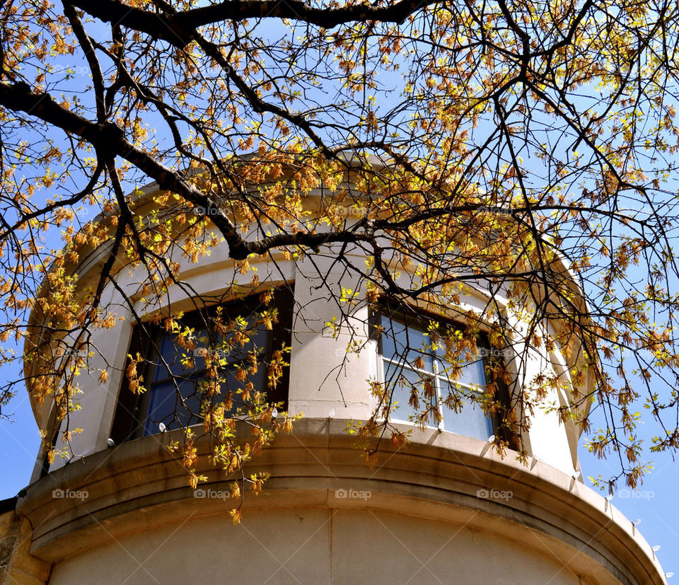 tree leaves autumn architecture by refocusphoto