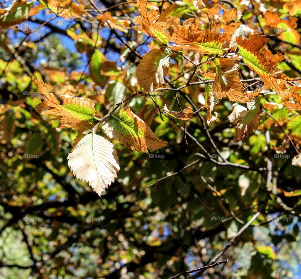 Leaf, Tree, Nature, Fall, Season