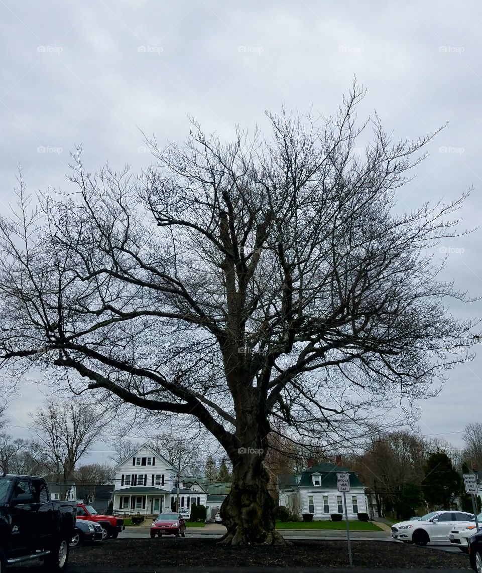 Beachnut tree, huge, in middle of a parking lot. Cloudy gray day so this is a B&W photo. The houses look little in background.