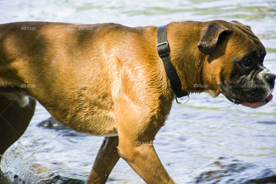 Mammal, Animal, Dog, No Person, Cute