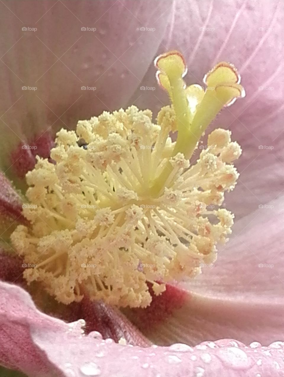 Flower in the flower