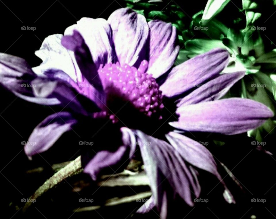 precious. lighting effects