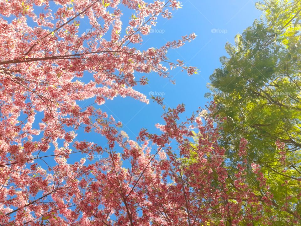 Não estamos no Japão, mas temos lindas cerejeiras que enfeitam os parques.