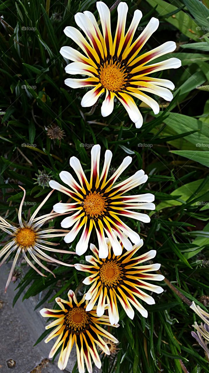 Multi-colored Daisies . Multi-colored Daisies spotted on a morning walk