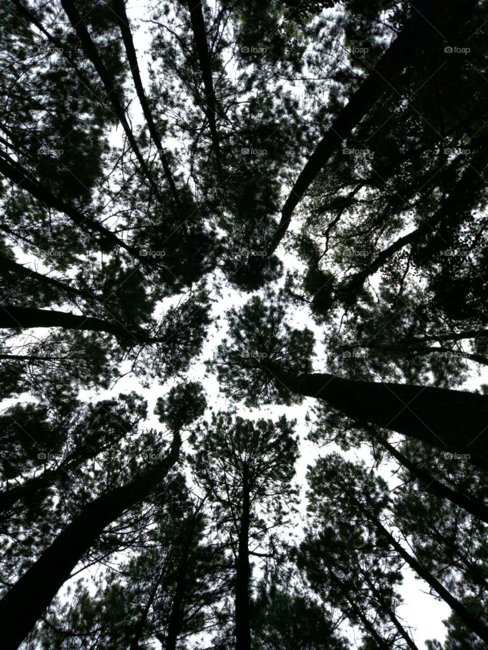 Look up in a pinewood