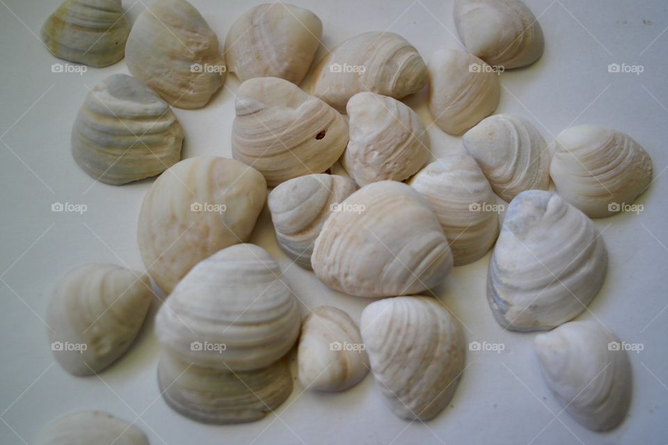 White seashells