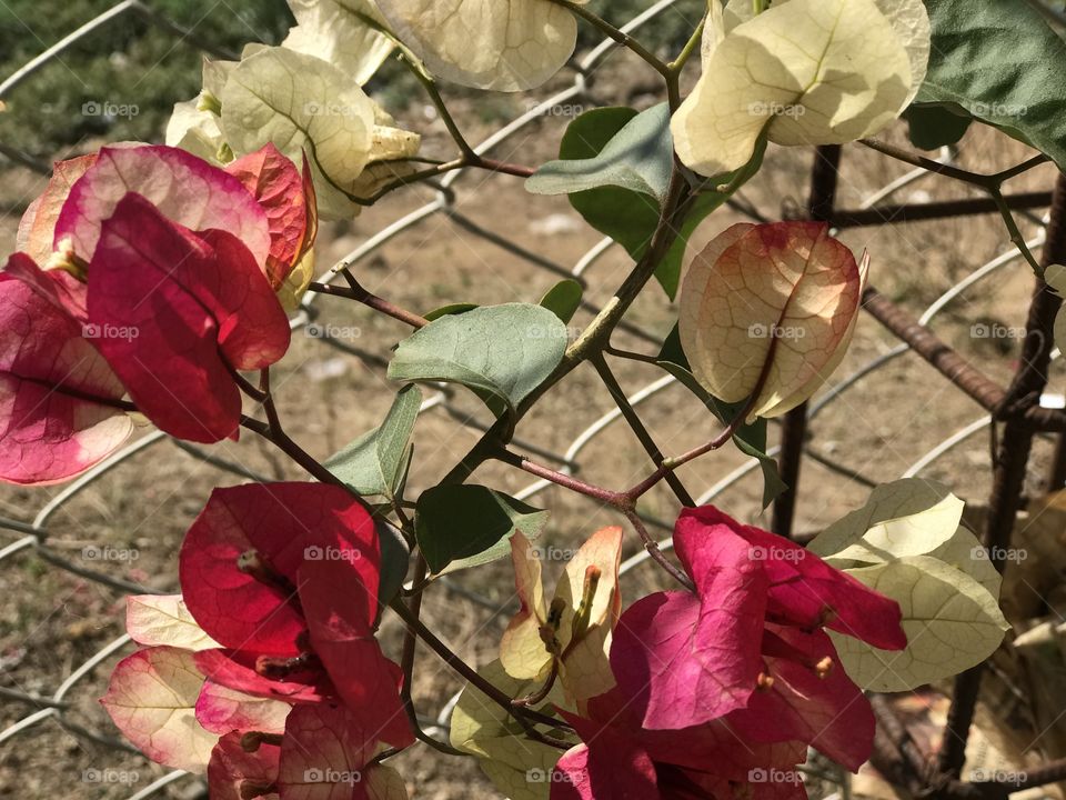 Nice 2 shared flower  India 