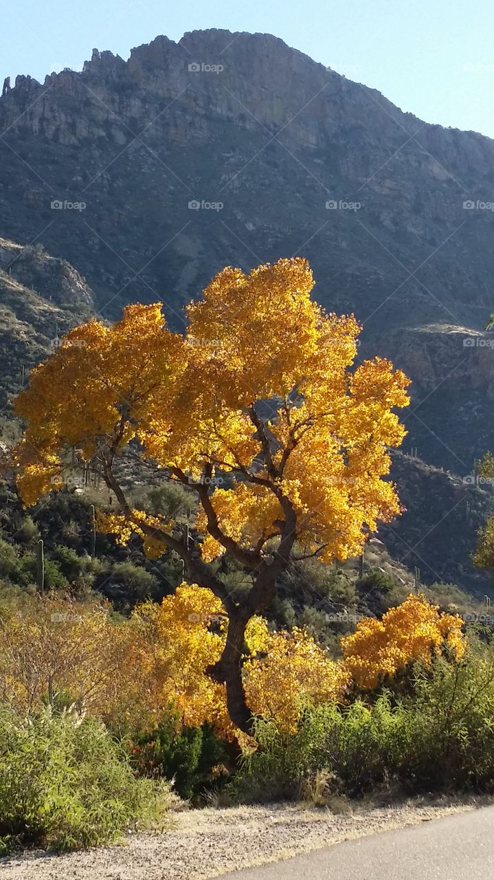View of autumn tree