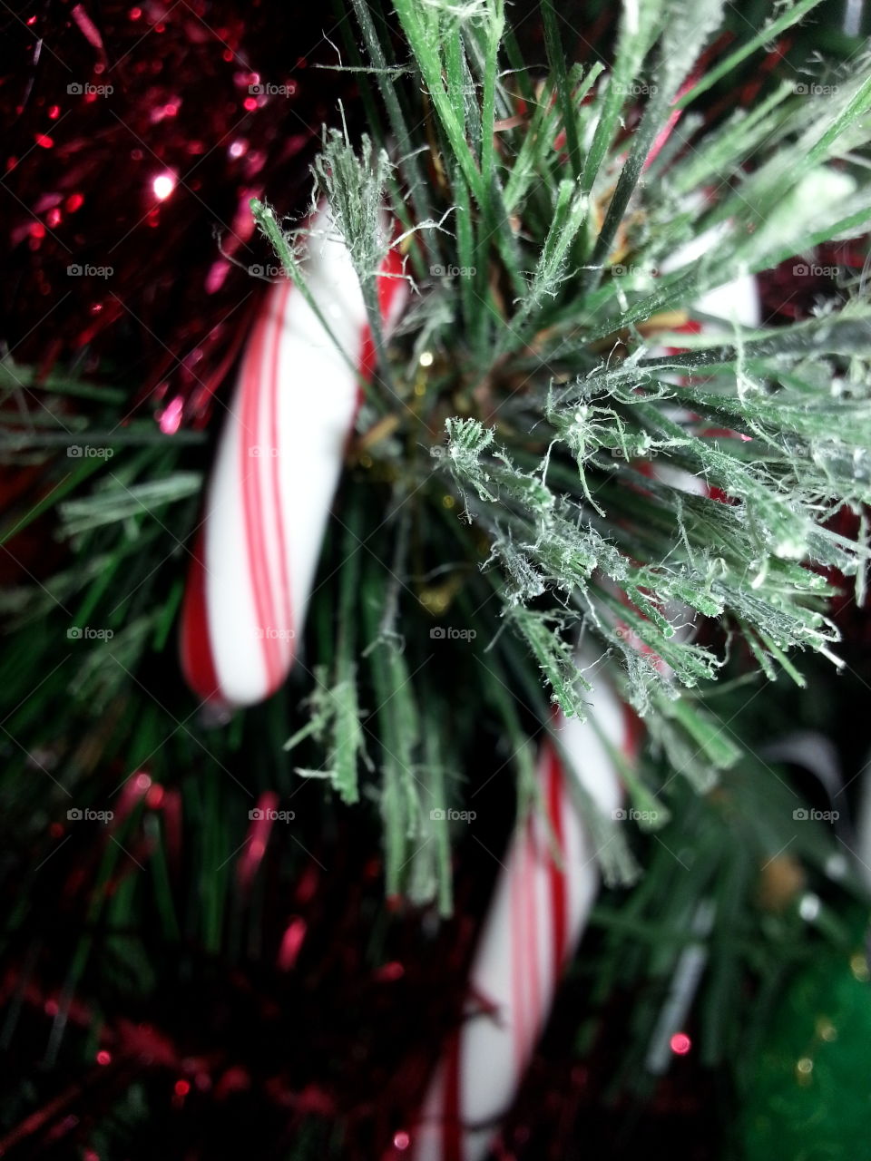 Candy Cane in  the Christmas Tree