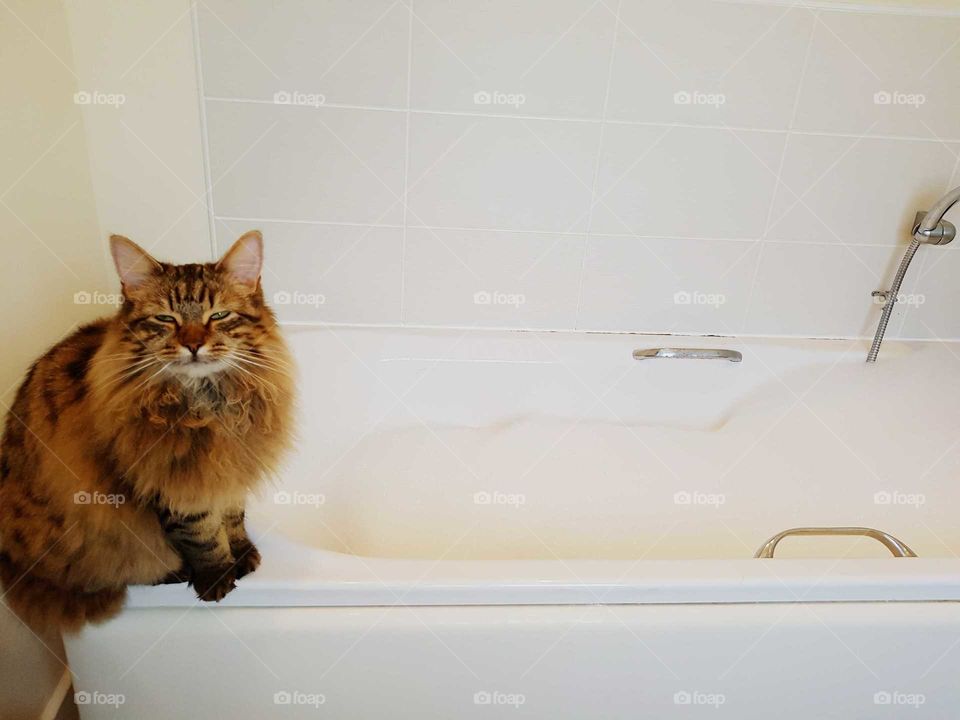 fluffy longhaired cat smiling sitting besides a bubble bath.