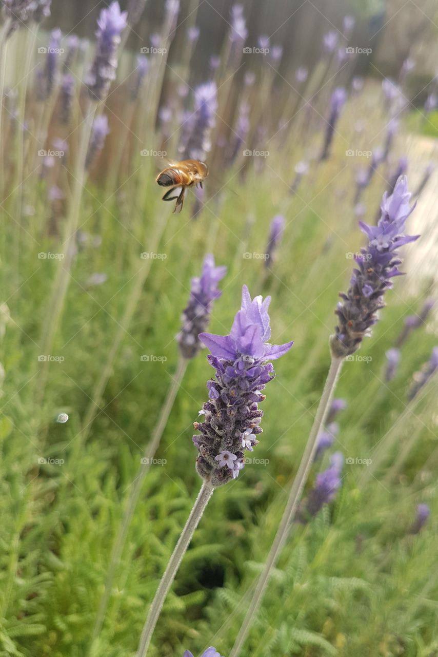 Mason Bee flying in Lavendar bushes