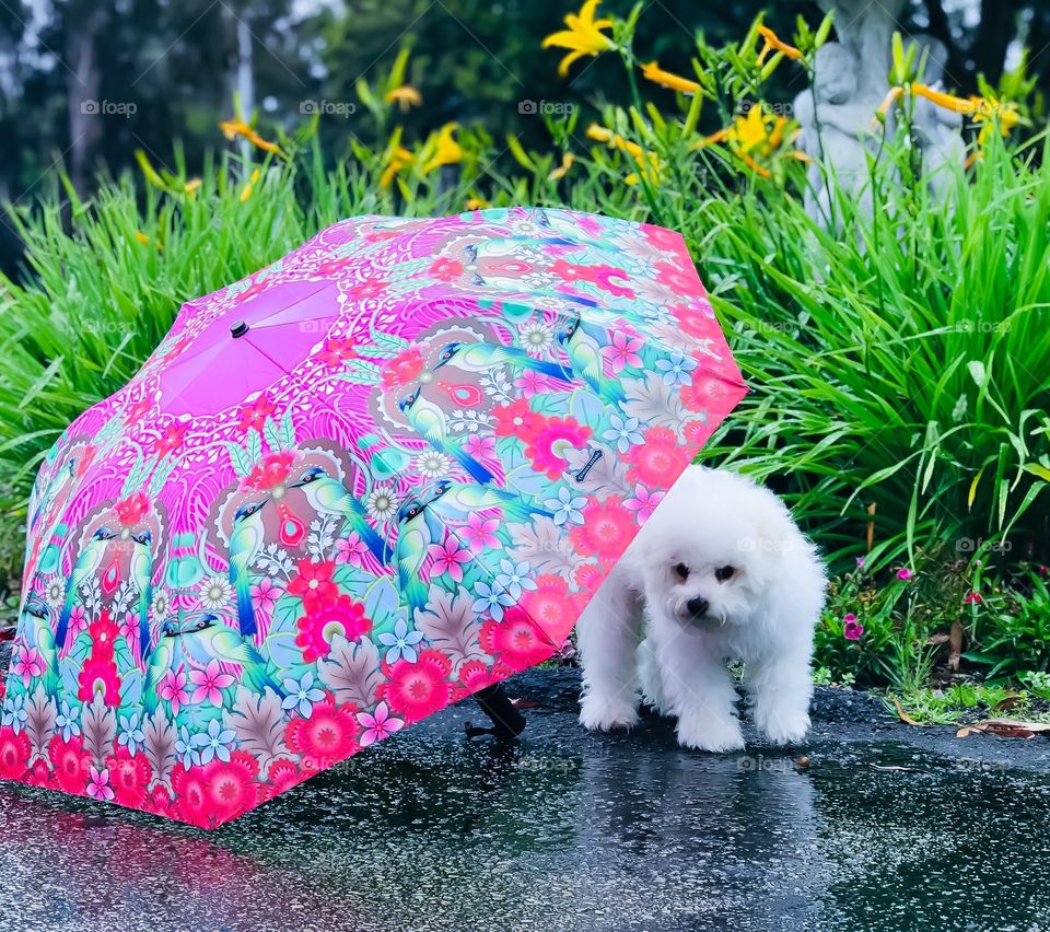 A shy little puppy playing outdoors on a rainy day by the garden with a colorful umbrella.