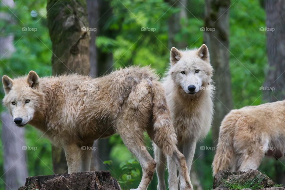 Wolf pack in the forest