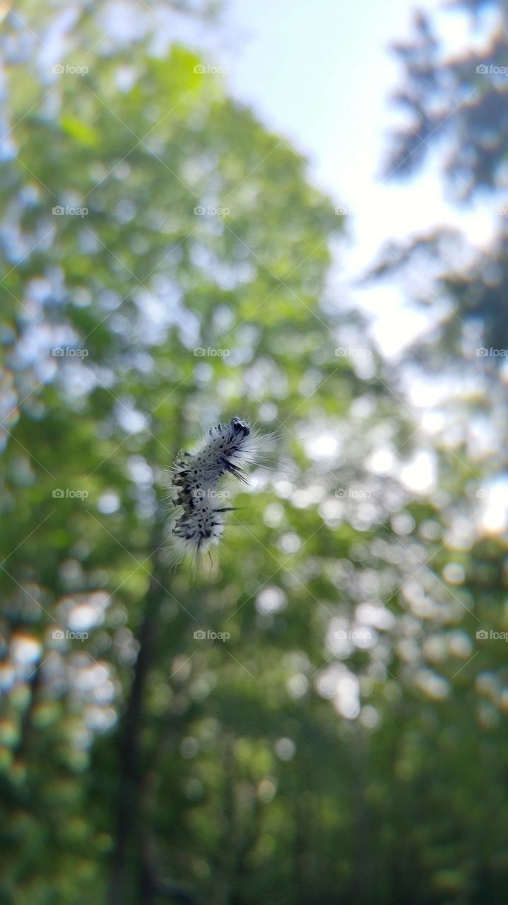 Fluffy white caterpillar with black spots floating on silk in front of green blurred trees and sky.