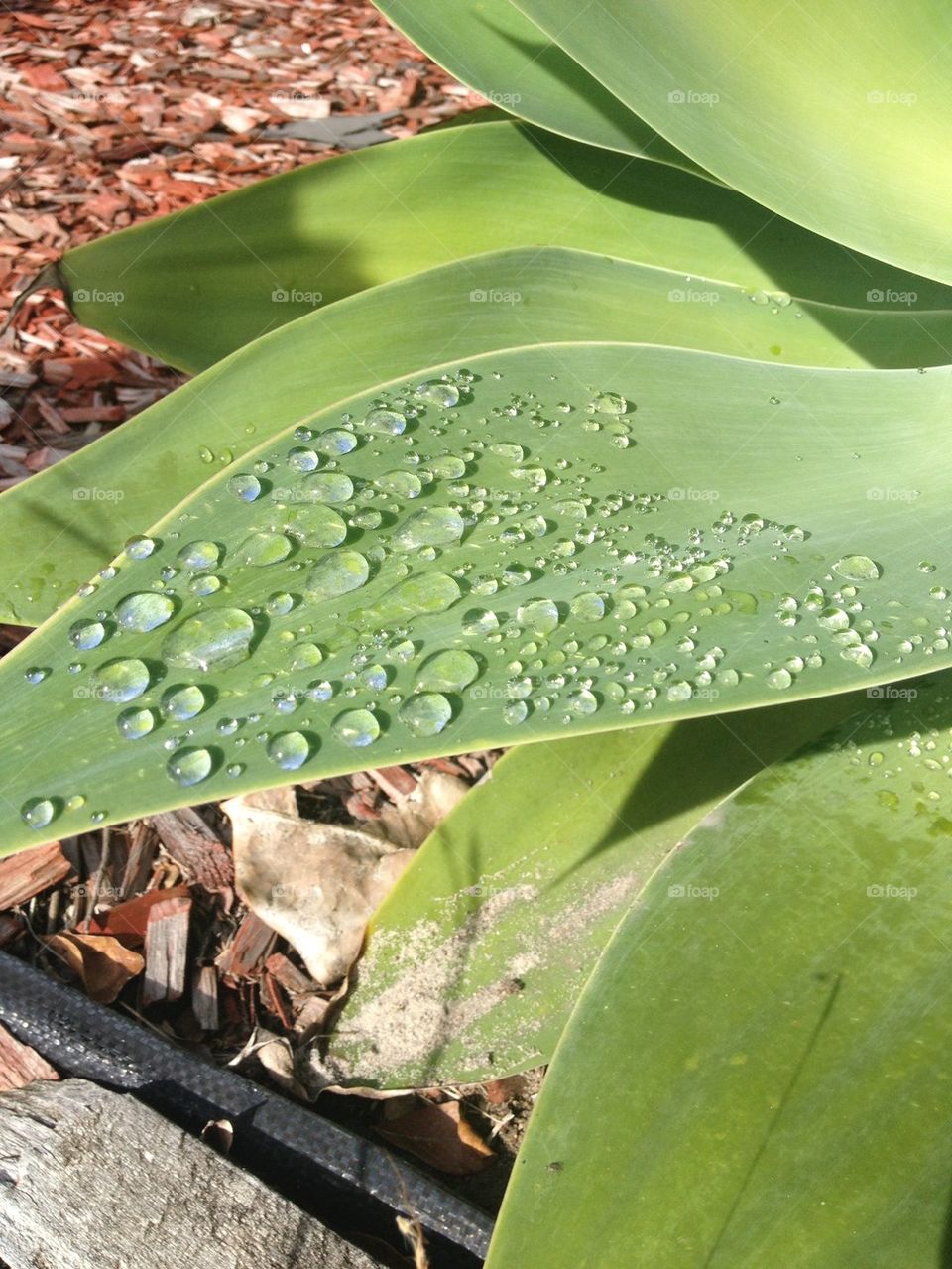 Dew on a Leaf