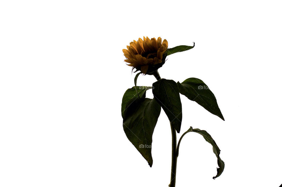 A sunflower lit against a white screen