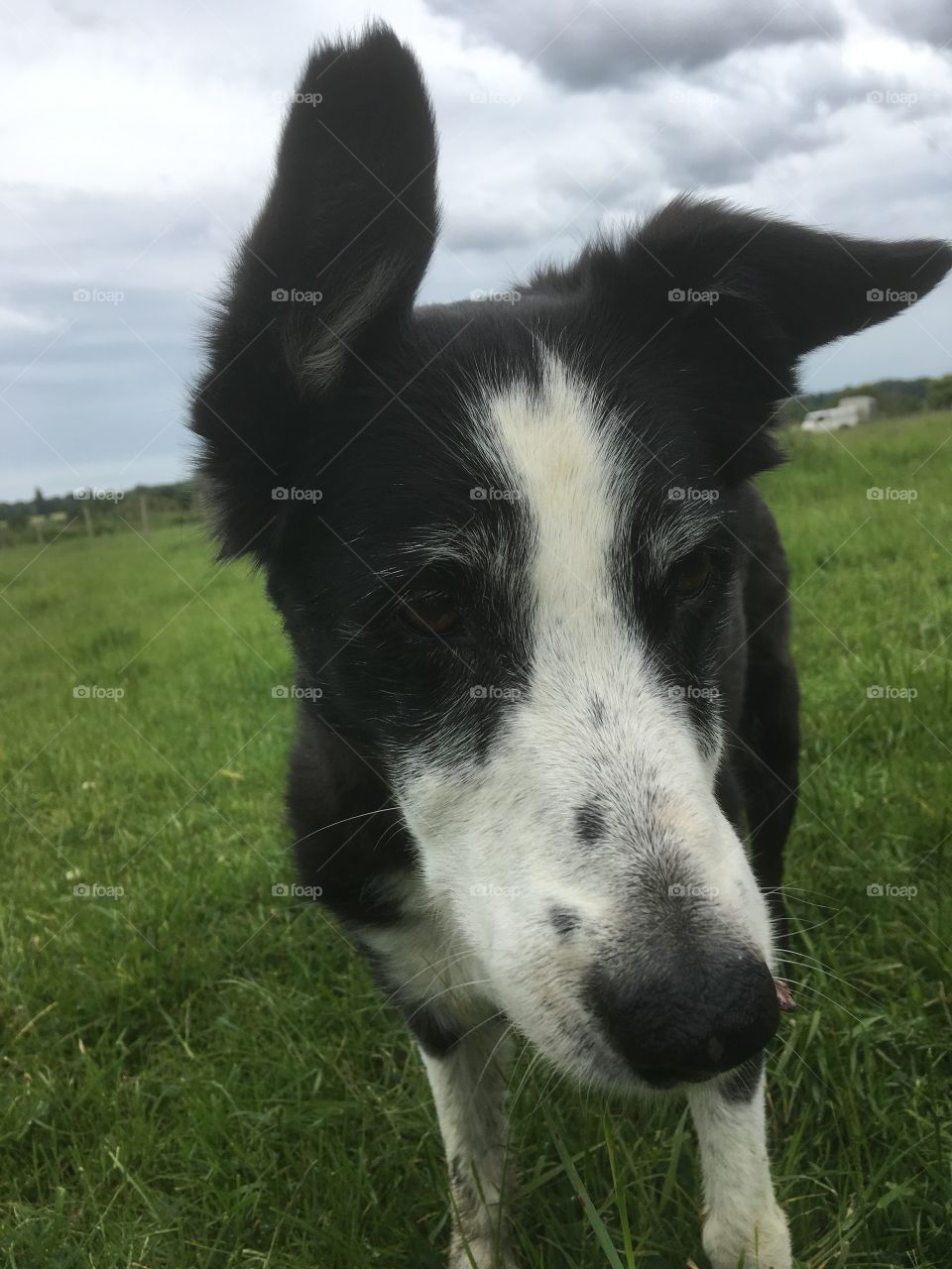 Collie with grass in mouth 
