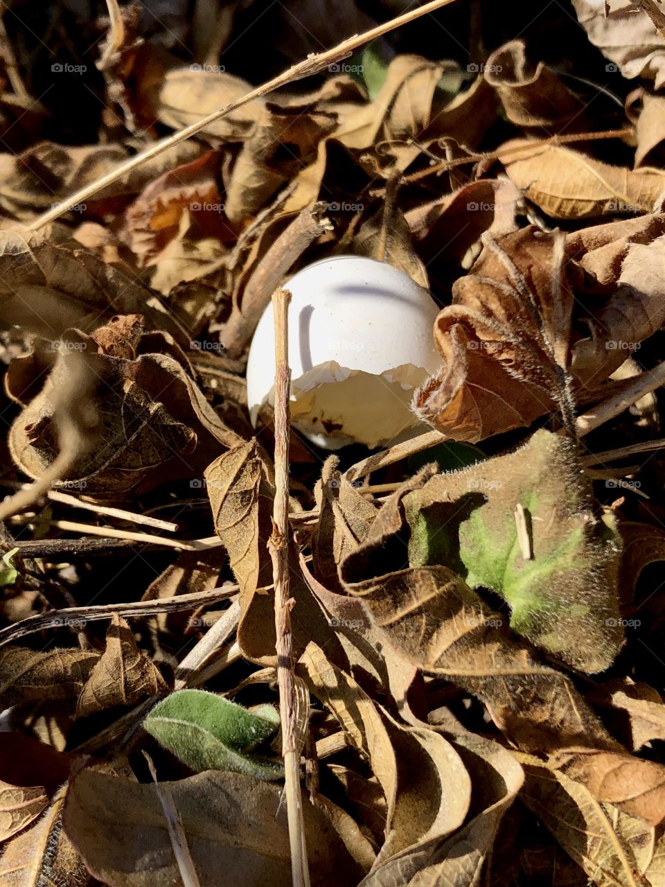 Little white eggshell found under a tree. 
