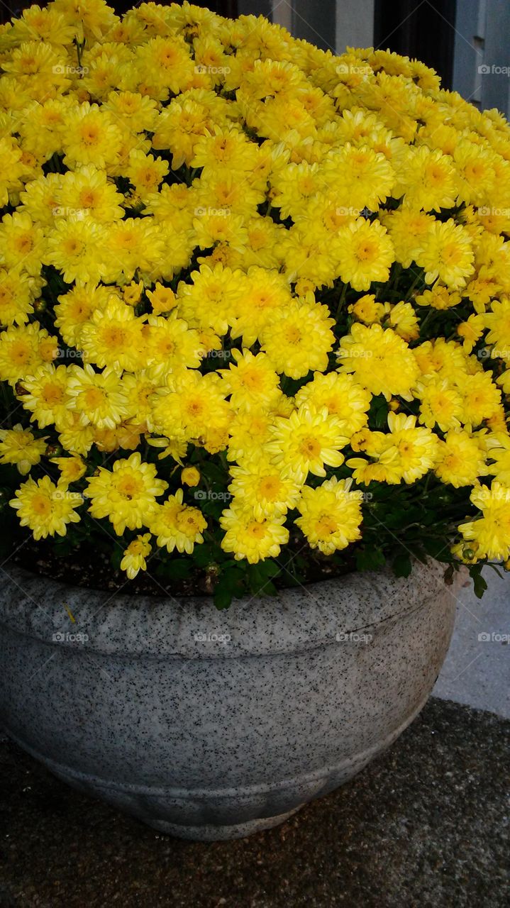 Flower, No Person, Flora, Nature, Garden