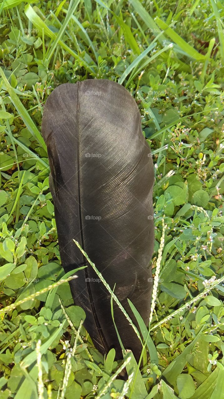 black feather in the grass