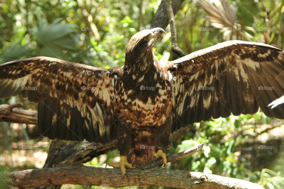 Eagle