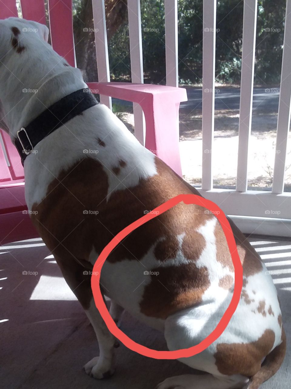 MMMMM COOOOK IEEEEES(cookie monster)