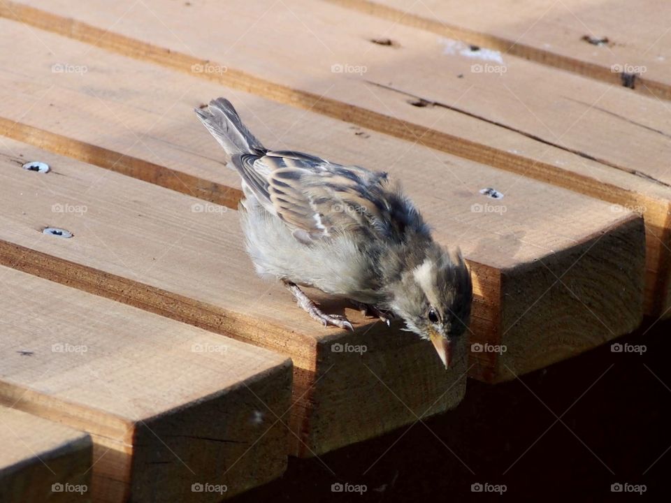 Sparrow in the summer