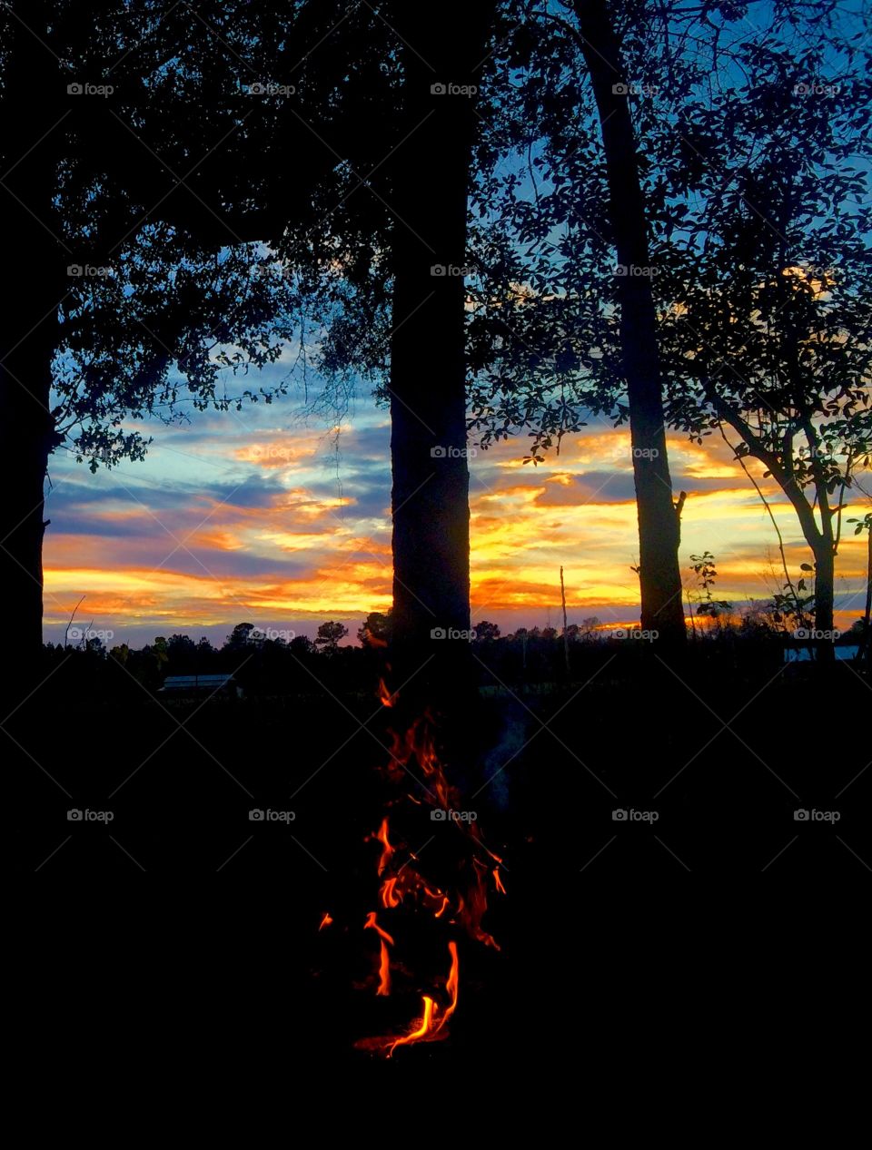 Sunset through tree line