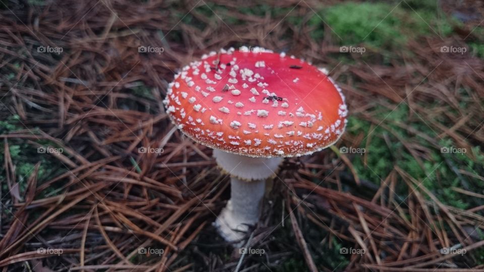 fly agaric