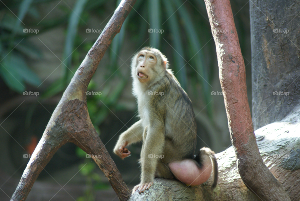 monkey lookout surprise bum by Pahars