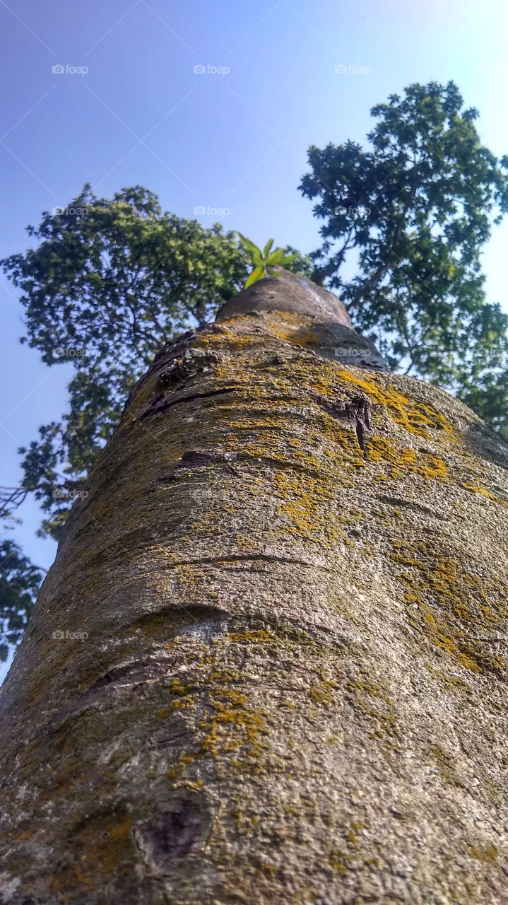 wild tree