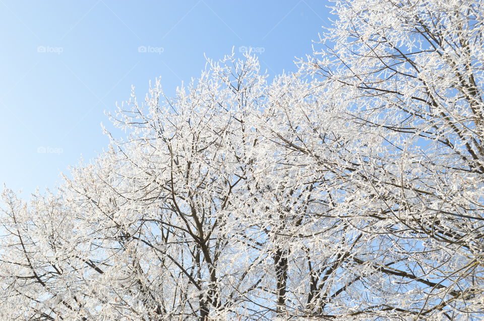 View of winter trees