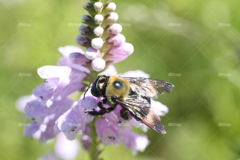 Bee at work