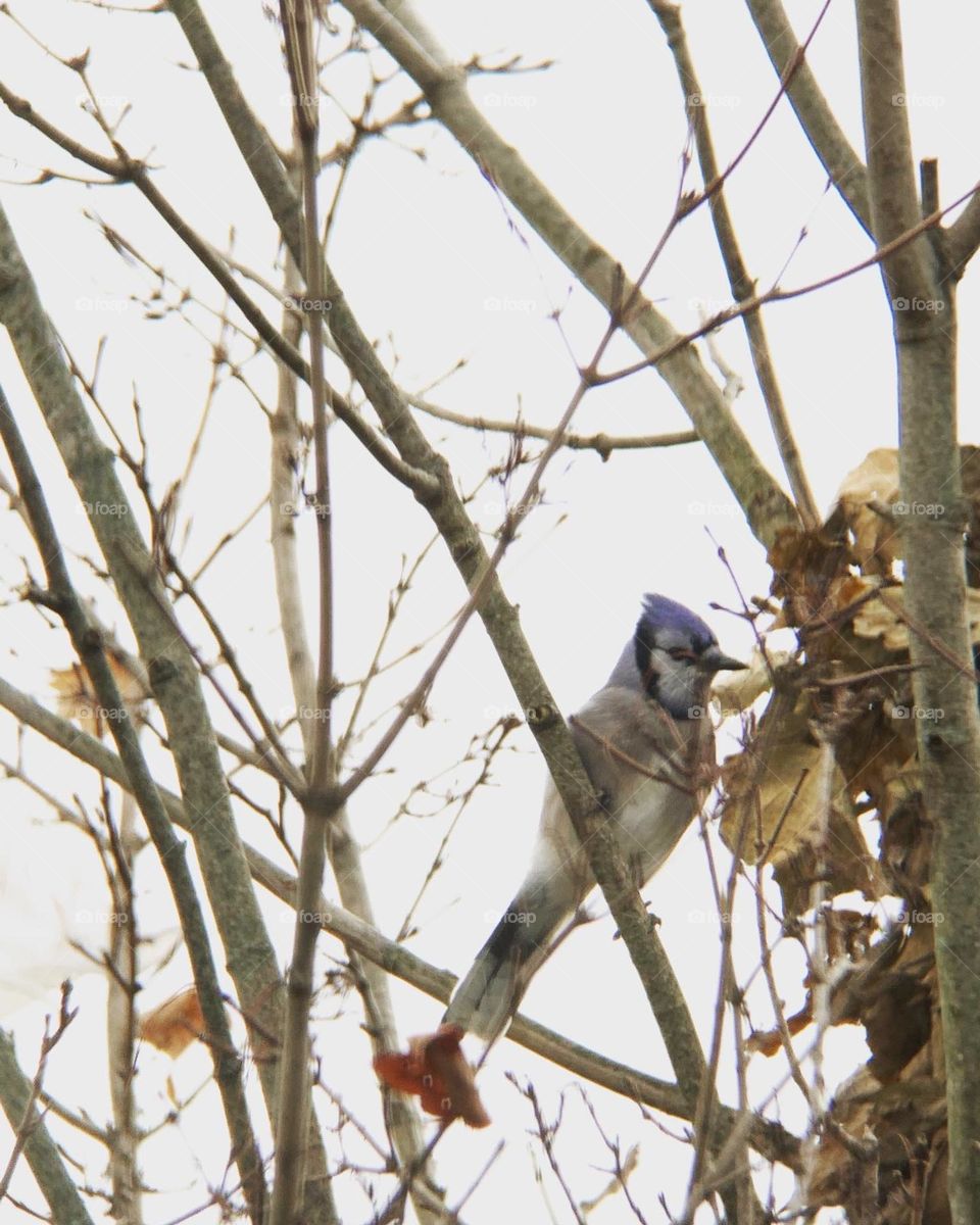 The wonderful world of birds. This one is checking out an abandoned squirrel’s nest, high up in a tree. 