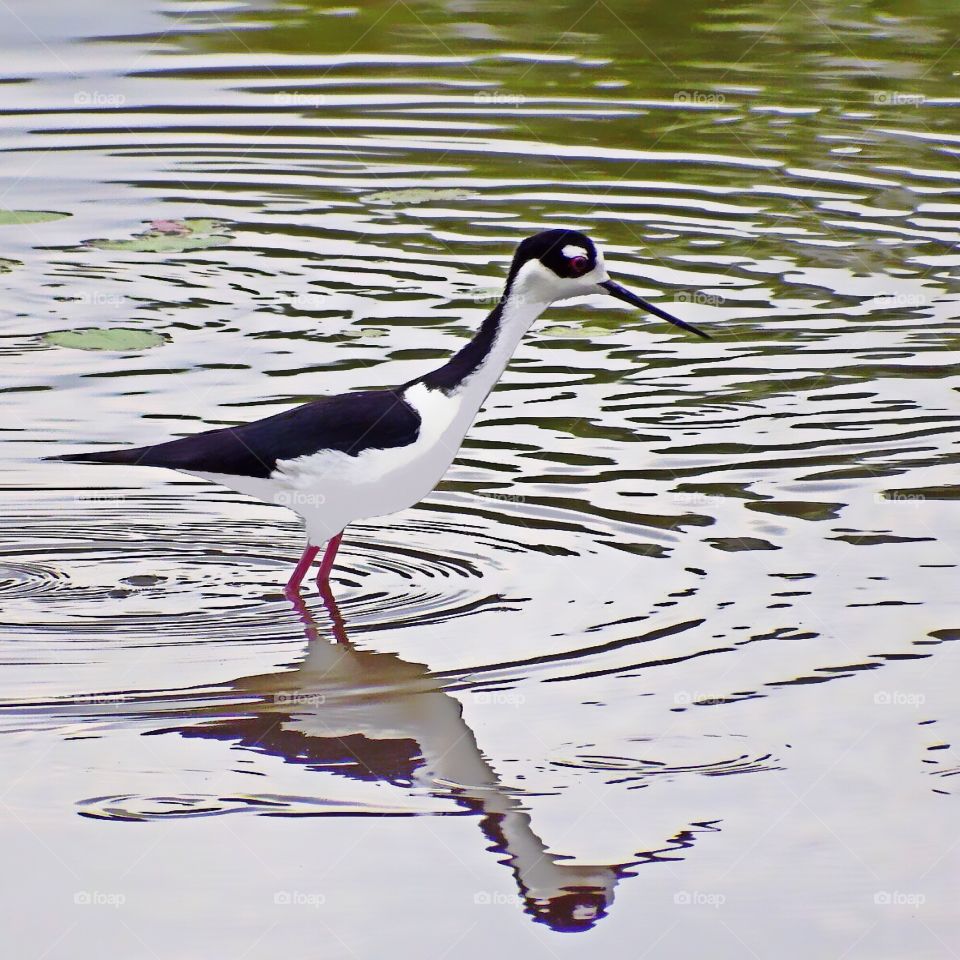 Stilt in moving water.