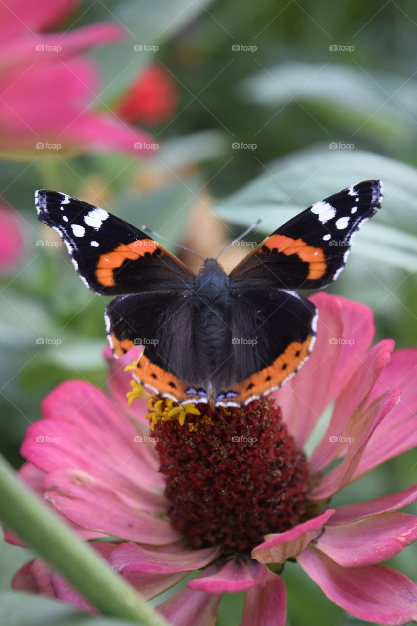 Beautiful butterfly on pink flower 