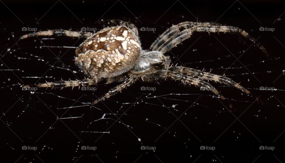 Macro spider, black background 