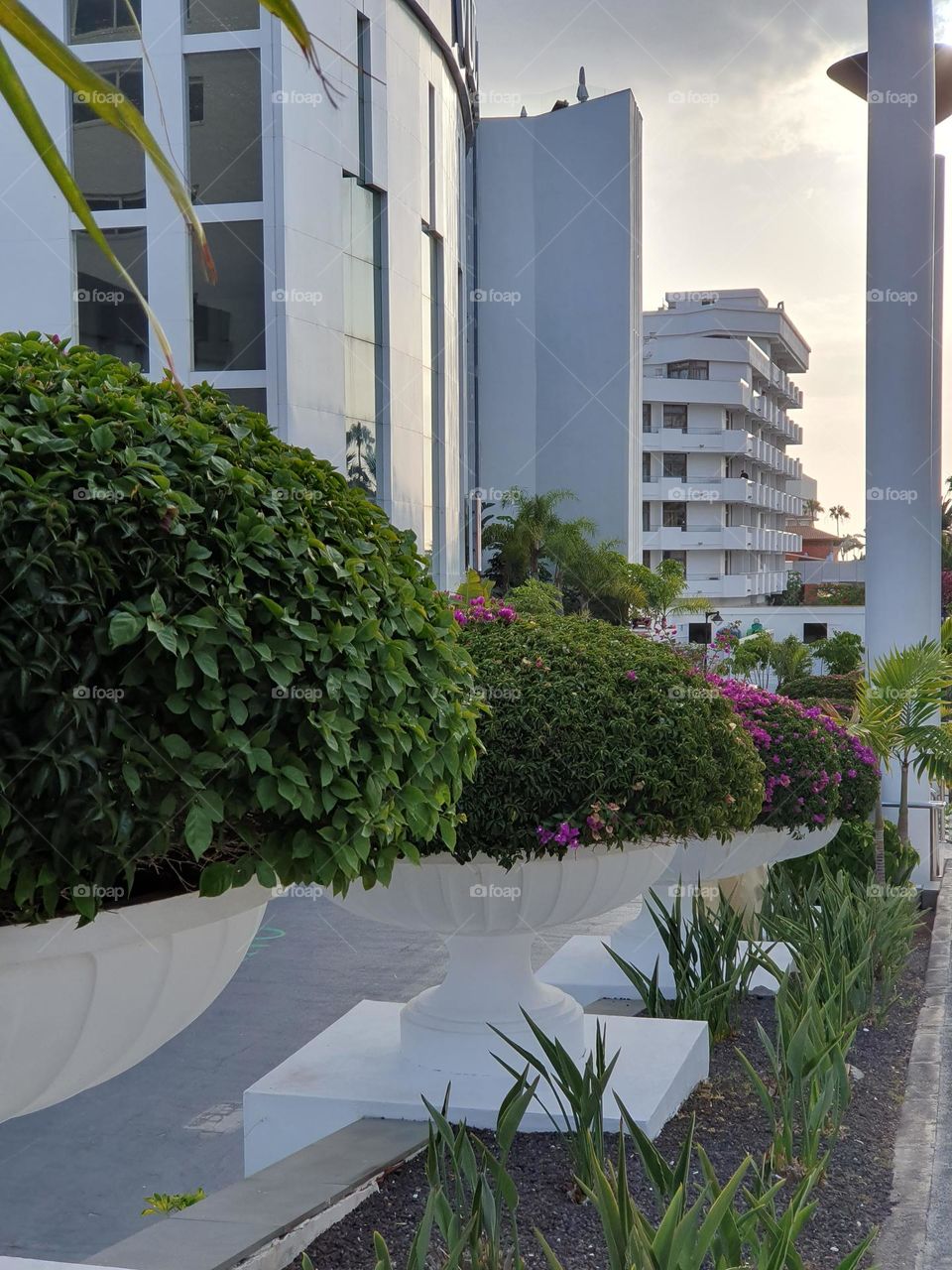 huge planted flower pots