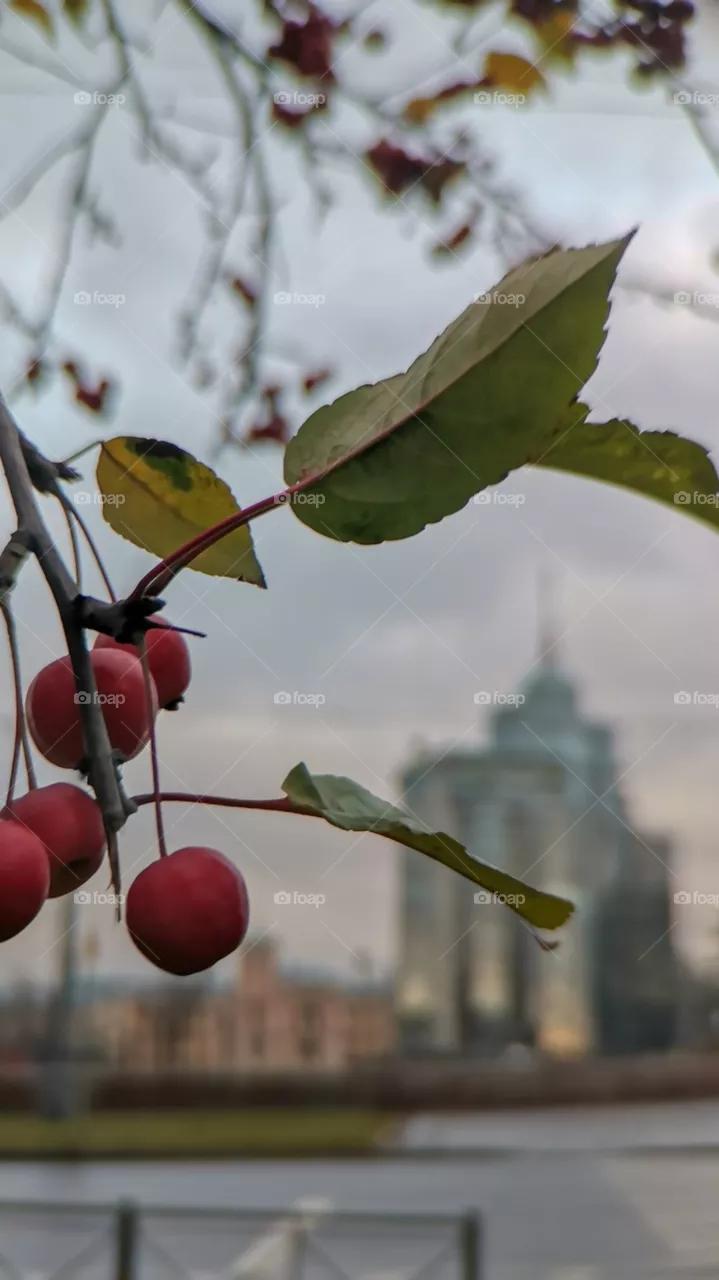 Apples