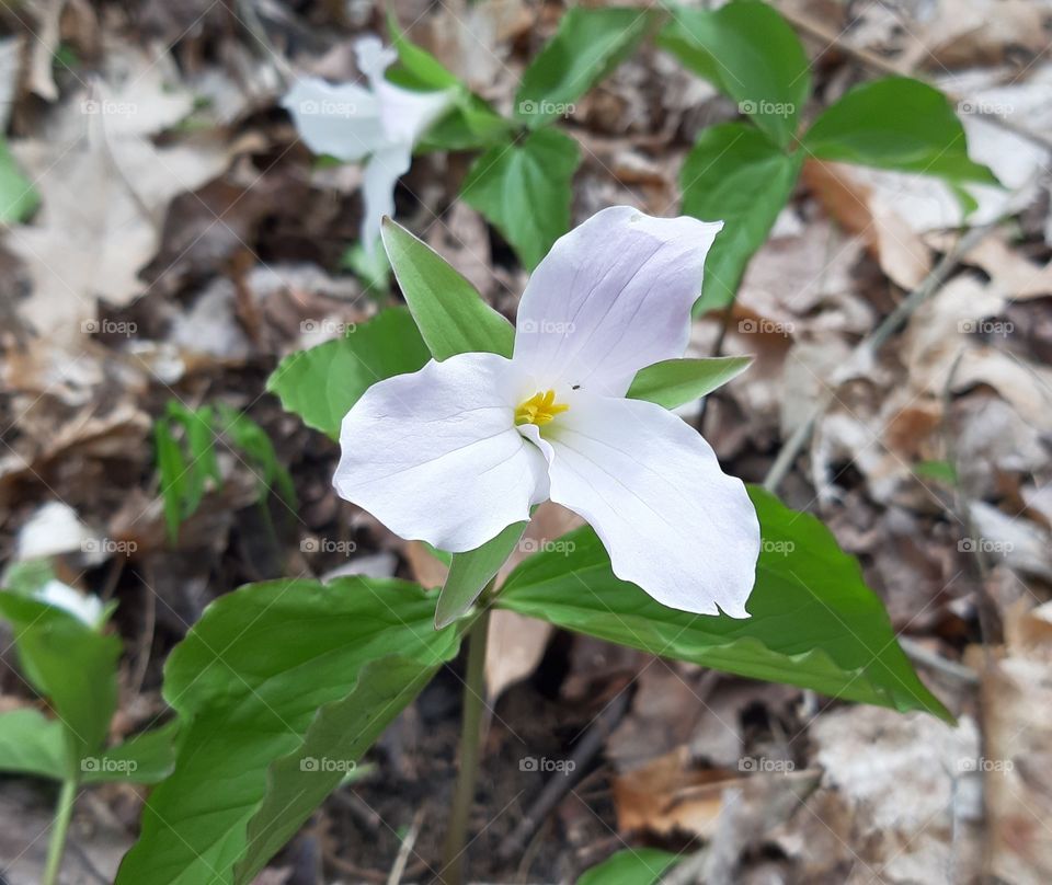 trilliums in the woods