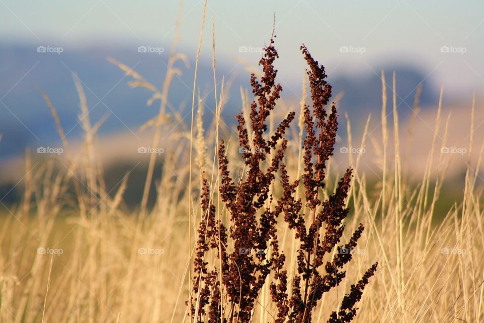 wheat