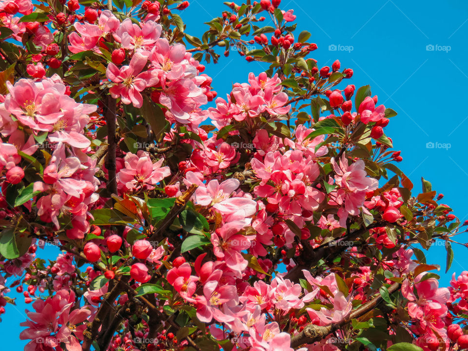 blooming sakura in spring on a sunny day