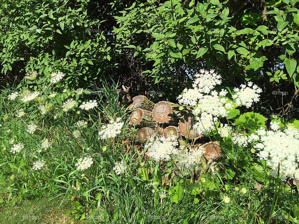Queen Anne's Lace and logs