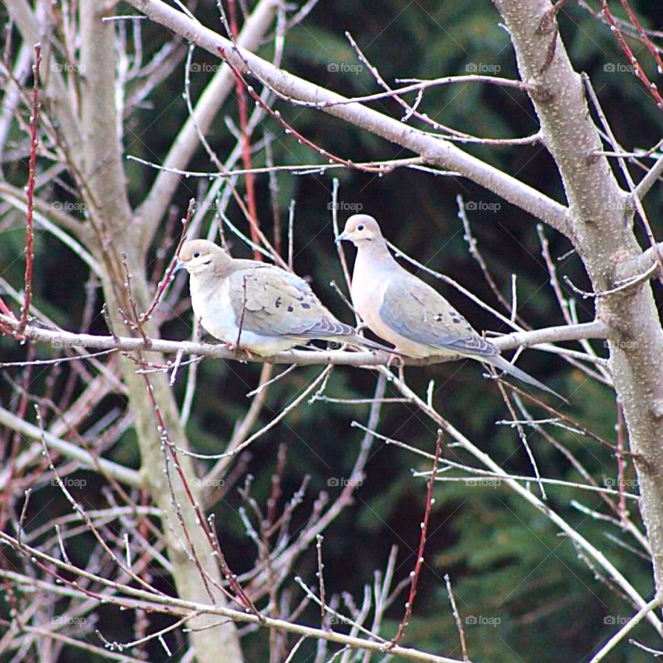 Mourning Doves