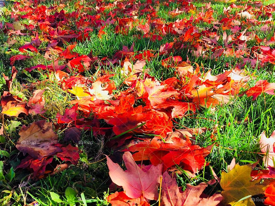 Fall colours 