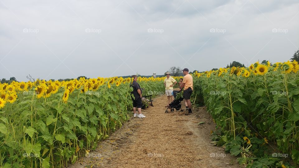family in the flowers of summer