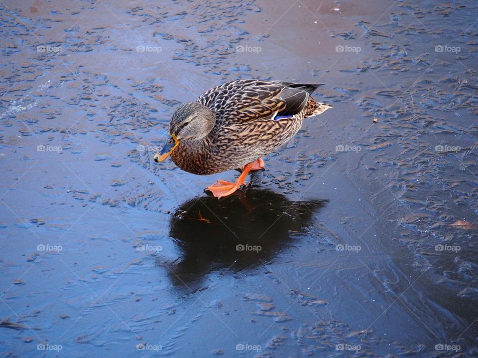 Duck on the ice