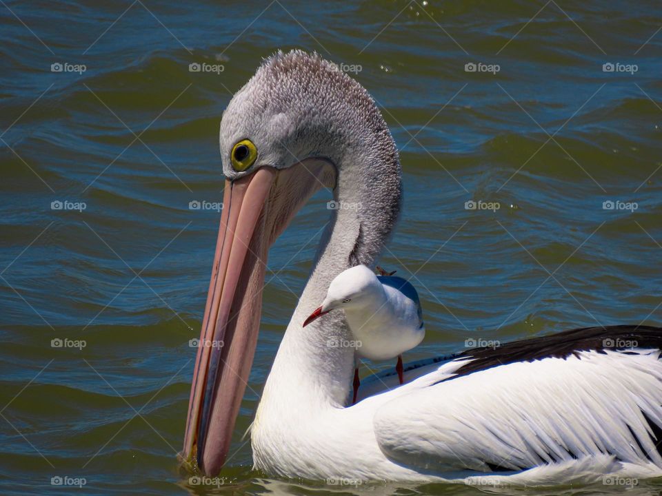 Seagull on pelicans back