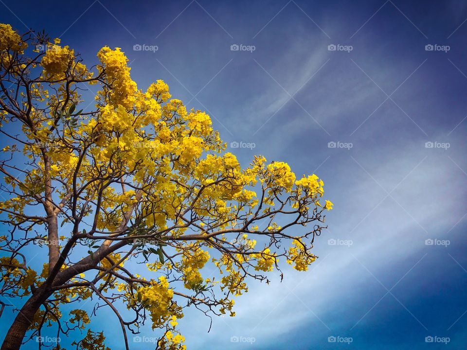 Tabebuia chrysantha, yellow flowers blossom in summer on blue sky background