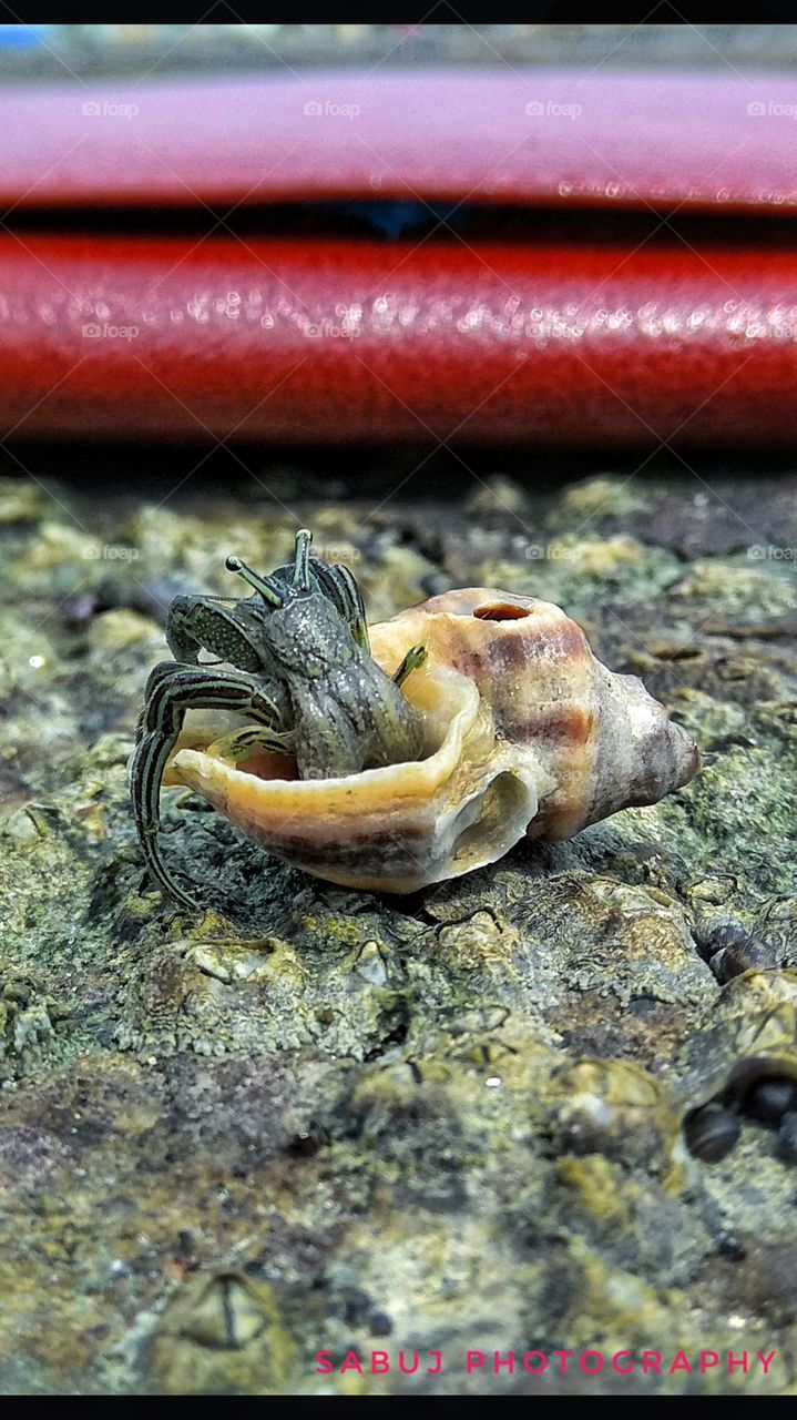 Snail craub